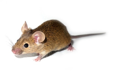 Mäuse sind keine Menschen, aber Studien an Mäusen können wichtige Warnhinweise liefern hinsichtlich möglicher Komplikationen bei Therapien.  