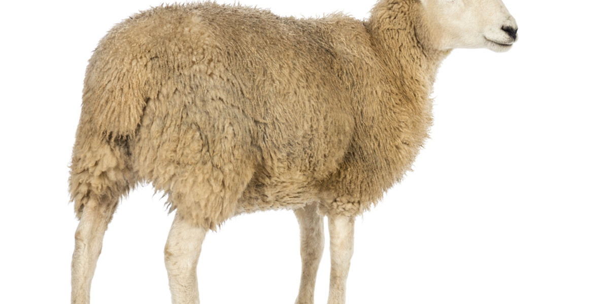 Schafe, die die Herde anführen: Stoffwechsel und Biomarker bei der Huntington-Krankheit