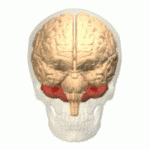 Das Kleinhirn (in rot) sitzt auf dem Hirnstamm. Es hat bedeutende Aufgaben in der Steuerung von Bewegungen. Kürzlich wurde gezeigt, dass auch das Kleinhirn von HK-Patienten durch die Krankheit geschädigt ist.   