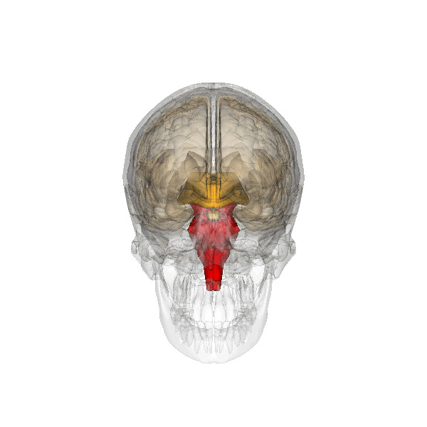 Der Hirnstamm (in rot) befindet sich an der Schnittstelle zwischen Gehirn und Rückenmark. Diese Hirnregion spielt wichtige Rollen bei der Steuerung von grundlegendem Verhalten wie Atmen und Schlucken.   