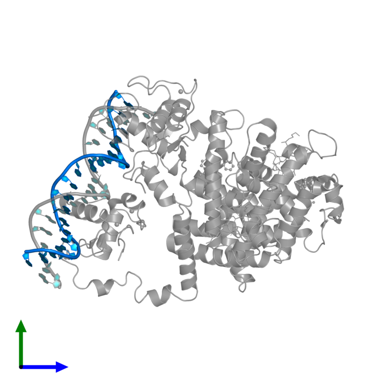 Im Zellkern binden Moleküle wie PPAR (in grau) direkt an DNA (blau), wodurch reguliert wird, welche Gene in einer Zelle zur gegebenen Zeit genutzt werden.   