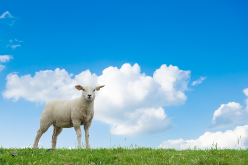 Genetisch veränderte Schafe mit dem mutierten Huntington Gen sind möglicherweise sehr nützlich, um aus dem Labor Medikamente für Menschen zu finden  