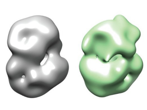 Diese Bilder aus der Forschungsarbeit zeigen das „normale" Huntingtin-Protein (links) und die subtilen Unterschiede in der Struktur des mutierten Huntingtin-Proteins (rechts).   