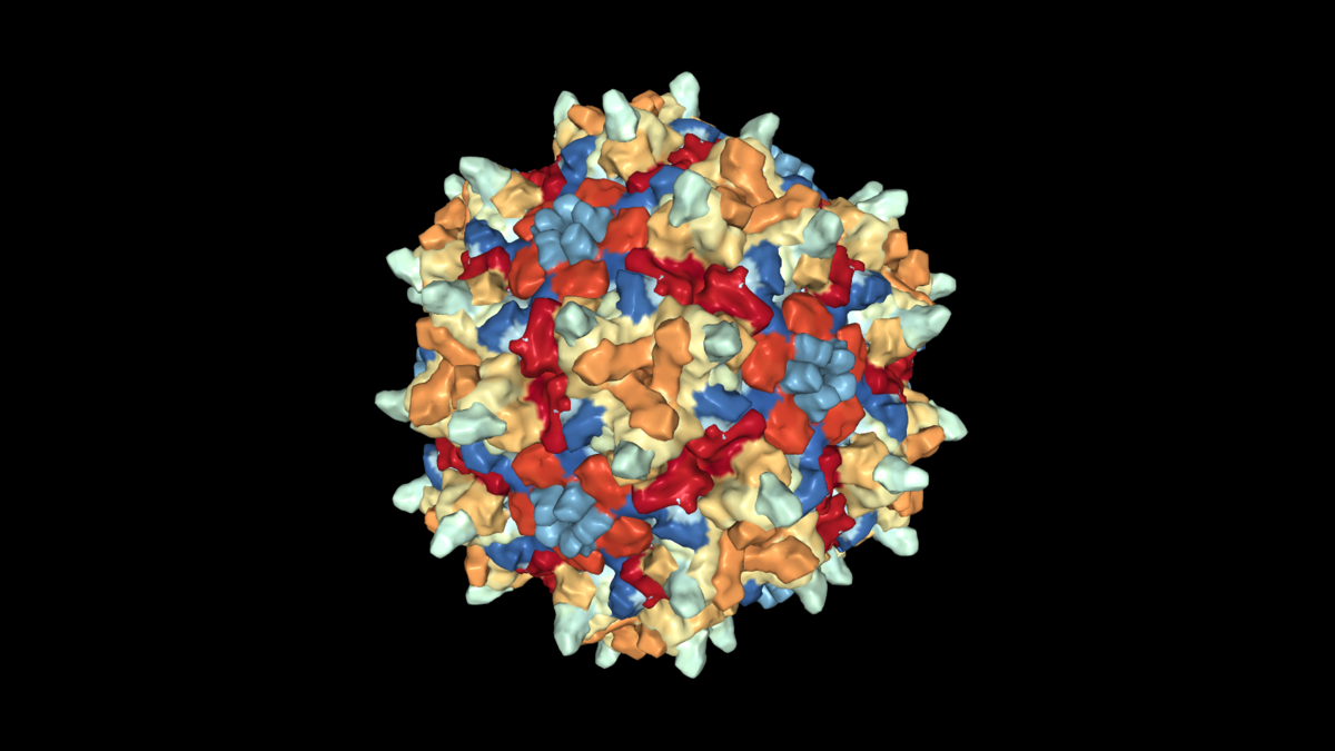 UniQures AMT-130-Medikament wird sich Adeno-assoziierte Viren (AAV) zu Nutze machen, um die Wirksubstanz zur Verringerung der Hungtingtin-Menge ins Gehirn zu transportieren  