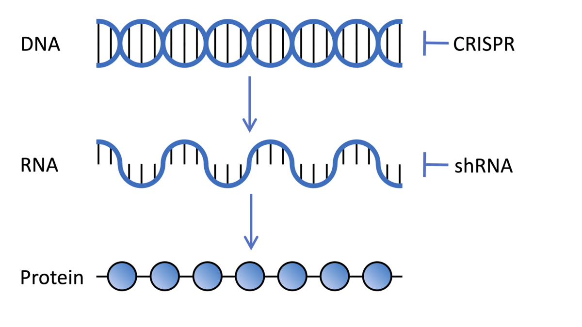 Die Gene in der DNA werden in die Boten-RNA übertragen, welche zum Bau von Proteinen ausgelesen wird. CRISPR und kurze Haarnadel-RNA (short-hairpin RNA) sind Technologien, die diese Arbeitsabfolge durch Einflussnahme auf die DNA bzw. die Boten-RNA ändern.  