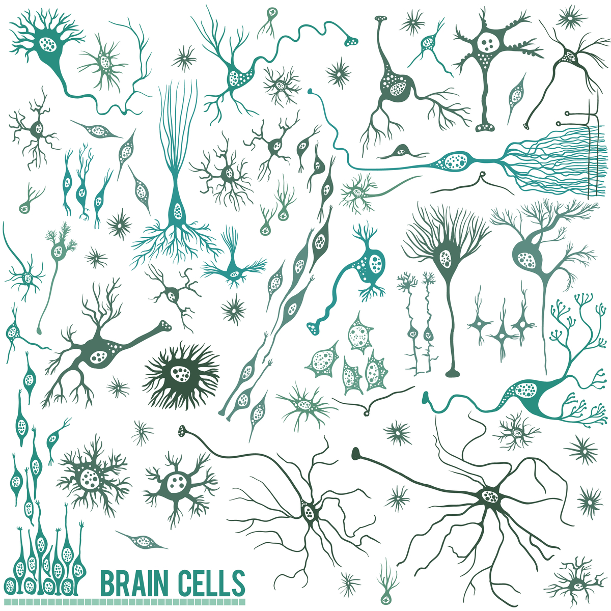 Gehirnzellen: Es gibt viele verschiedene Arten von Zellen im Gehirn: Neuronen sind nur eine davon. Bei ihnen handelt es sich allerdings um eine besonders empfindliche Zellart in Bezug auf die Huntington-Krankheit.  