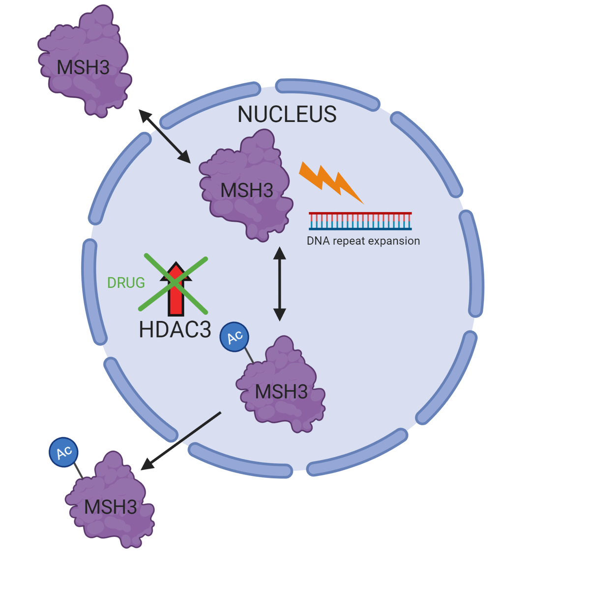 Wie reduziert das Medikament die DNA-Verlängerung? Wenn eine Acetyl-Gruppe (AC) zum MSH3-Eiweiß hinzugefügt wird, bewegt es sich aus dem Nukleus heraus, wo es an die CAG-Repeats herankommen würde. So kann es keine weitere Verlängerung verursachen. Das Enzym HDAC3 entfernt die Acetyl-Gruppe, das Reparatureiweiß MSH3 bleibt also am Ort und führt zu mehr Wiederholungen. Eine Behandlung von HDAC3 bewirkt, dass es nicht länger die Acetyl-Gruppe entfernen kann. Das MSH3-Protein wird dadurch außerhalb des Nukleus festgehalten. (Schematische Zeichnung mit BioRender)   