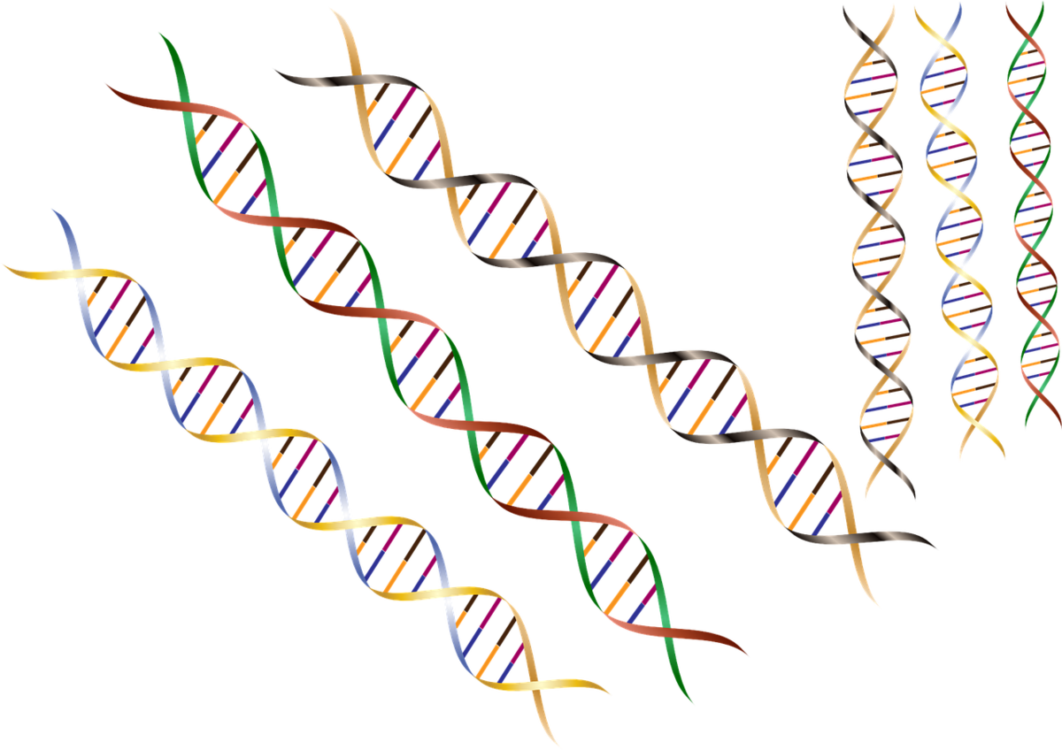 Genmodifikatoren sind kleine Abweichungen in der DNA, die zu verfrühten Symptomen der Huntington-Krankheit führen können  
