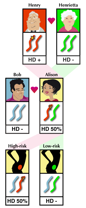 Die Funktionsweiese des Ausschlusstestens: Jeder Fötus von Alison und Bob wird eine Kopie von Chromosom 4 erben - entweder von Henry oder Henrietta. Die Chromosomen, die von Henry geerbt werden, können die Huntington Mutation tragen. Der Ausschlusstest gibt preis, welche Schwangerschaften Henriettas Kopie von Chromosom 4 geerbt haben und daher "geringes Risiko" für das Erben der Krankheit haben.  