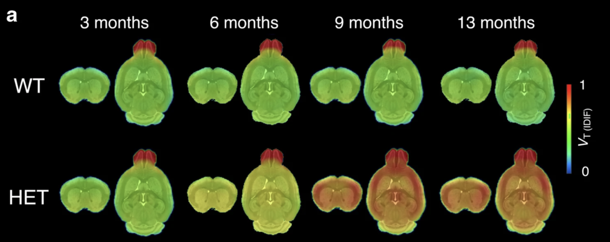 In Mäusen ohne das mutierte Huntington-Gen, leuchten beim PET-Verfahren keine Hirnregionen auf, selbst wenn die Mäuse schon älter sind. In den Huntington-Mausmodellen zeigen sich im Gegensatz dazu die Anwesenheit von Huntingtin-Verklebungen und deren Zunahme über die Zeit deutlich.  