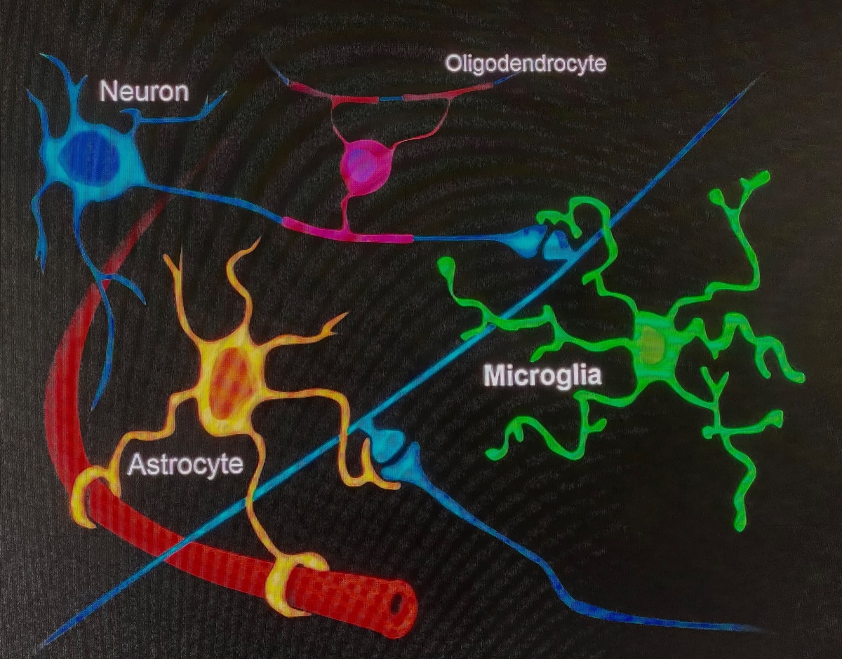 Mikroglia fungieren als das Immunsystem des Gehirns  