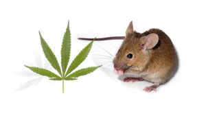 Zwei Chemikalien gefunden in Cannabis wurden gemeinsam in Mäusen getested, die zuvor "vergiftet" wurden um einige Features von HD zu zeigen.  