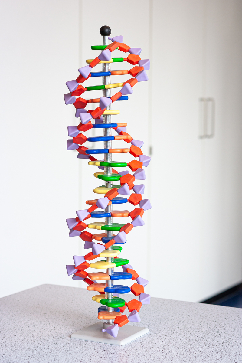 Wenn jeder DNA-Block durch ein andersfarbiges Klemmbaustein dargestellt wird, kann man sie leicht zuordnen, wenn man die beiden Stränge auseinanderzieht. Aber wenn man 35 oder mehr gleichfarbige Bausteine in einer Reihe hat, kann man den Überblick darüber verlieren, welcher Baustein genau zu dem anderen gehört, wenn man sie getrennt hat. Das Gleiche gilt, wenn die DNA auseinanderfällt und sich neu bildet - sich wiederholende DNA-Abschnitte können falsch ausgerichtet werden.   