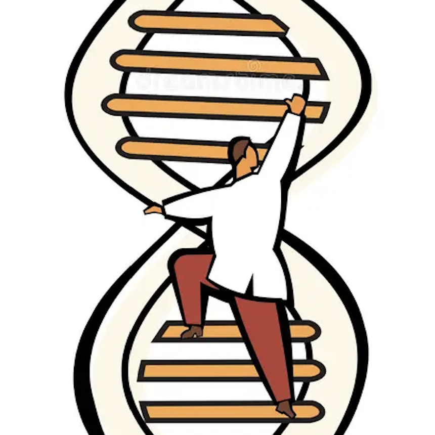 Die DNA ist wie eine Leiter aufgebaut, mit zwei Strängen genetischen Materials, die in einer Doppelhelix miteinander verbunden sind und jeweils aus einer Folge von Buchstaben des genetischen Codes bestehen. Die Buchstaben auf einem DNA-Strang paaren sich mit den Buchstaben auf dem gegenüberliegenden Strang und bilden so die "Sprossen" der Leiter.  