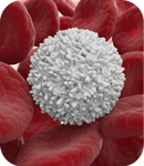 Beruhigung des Immunsystems hilft Mäusen mit Huntington-Krankheit
