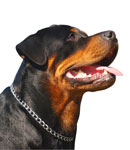"Wachhund"-Proteine offenbaren erstaunliche Zusammenhänge zwischen HD und anderen Krankheiten des Gehirns