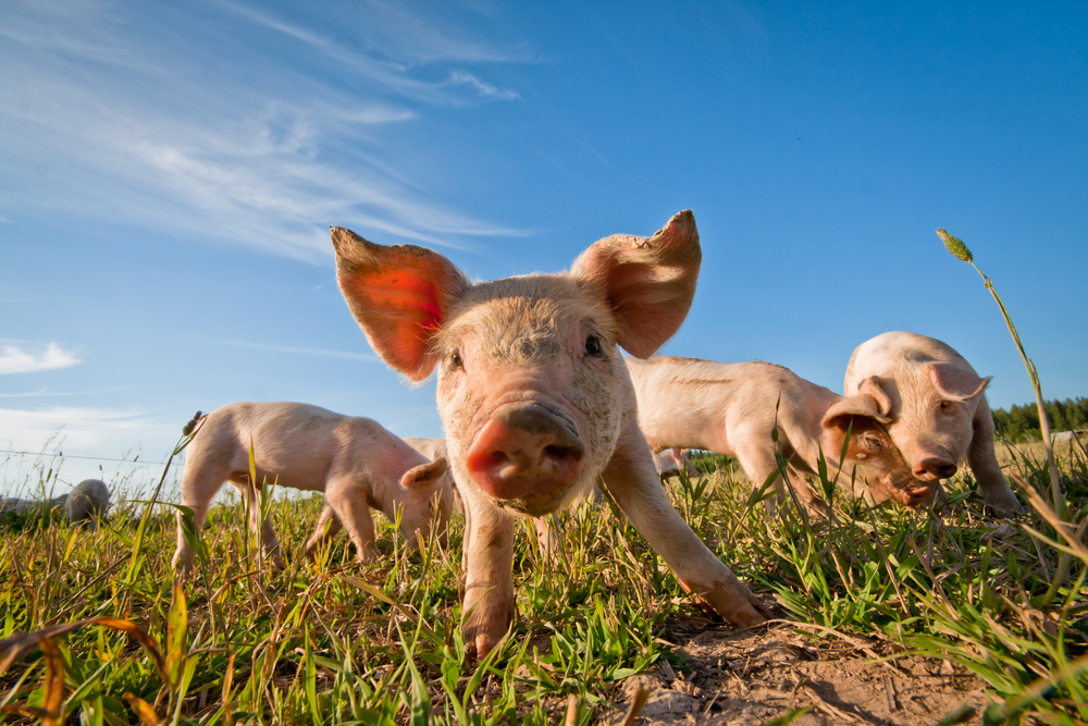 Erst Dolly, jetzt Ferkel: neues Huntington-Schwein bestätigt