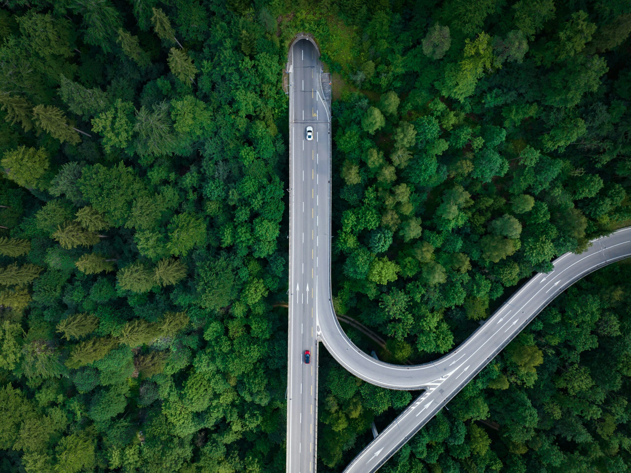 Highway in forest