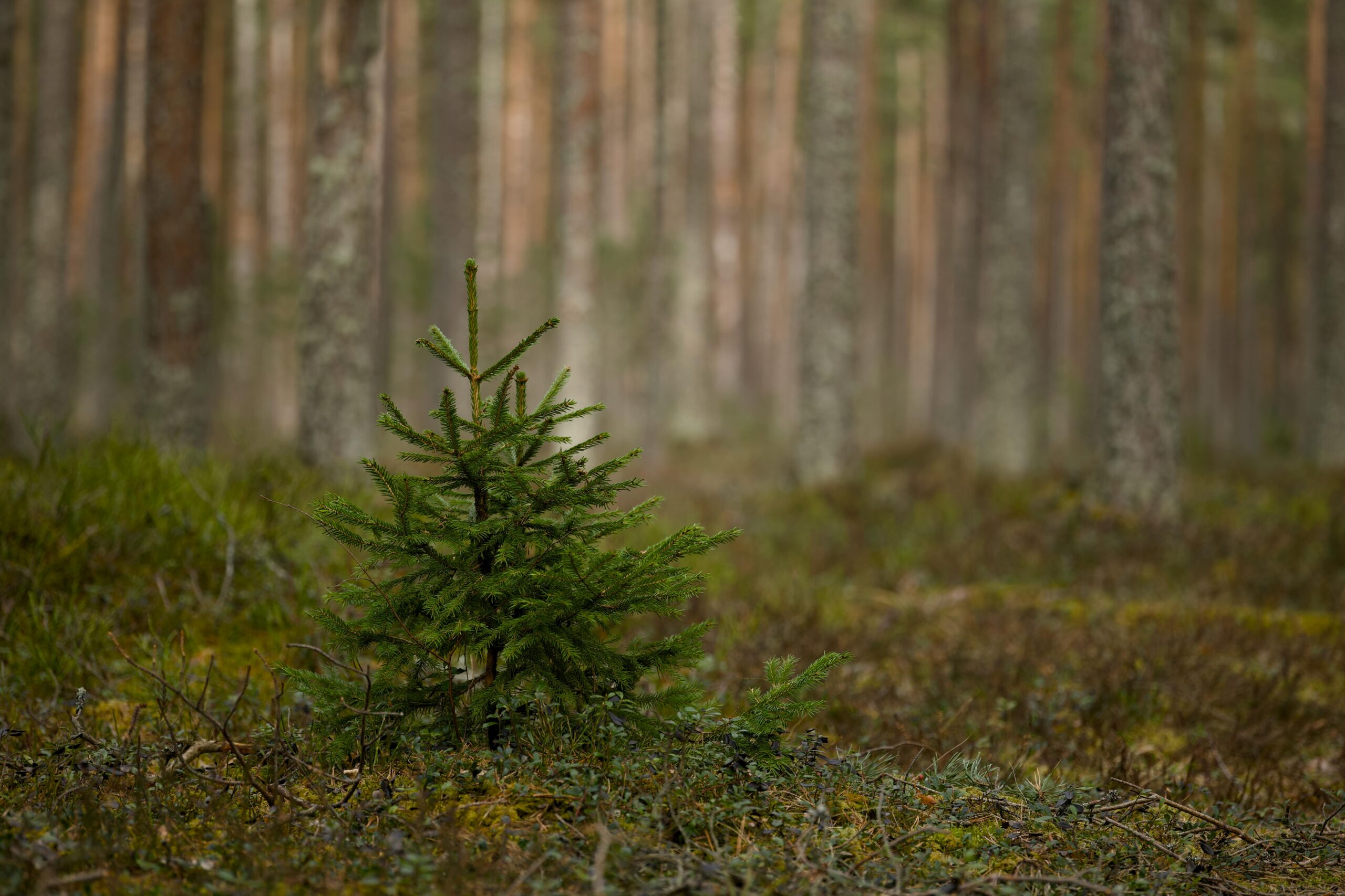 Präzisionsschnitt mit PROTACs: Gezielte Bekämpfung des toxischen Huntingtin