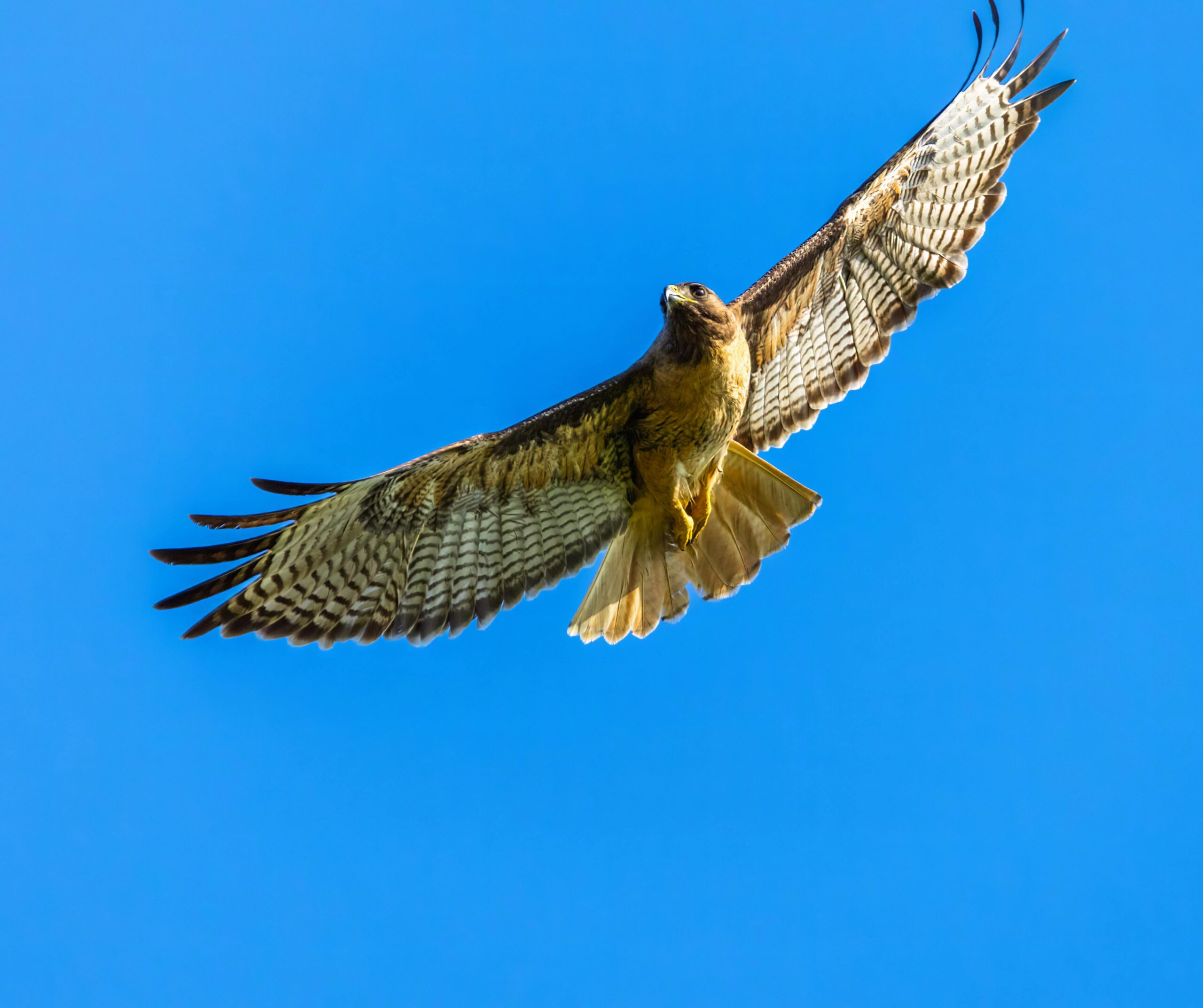 Skyhawk meldet ermutigende 12-Monats-Ergebnisse für orales Huntington-Medikament SKY-0515