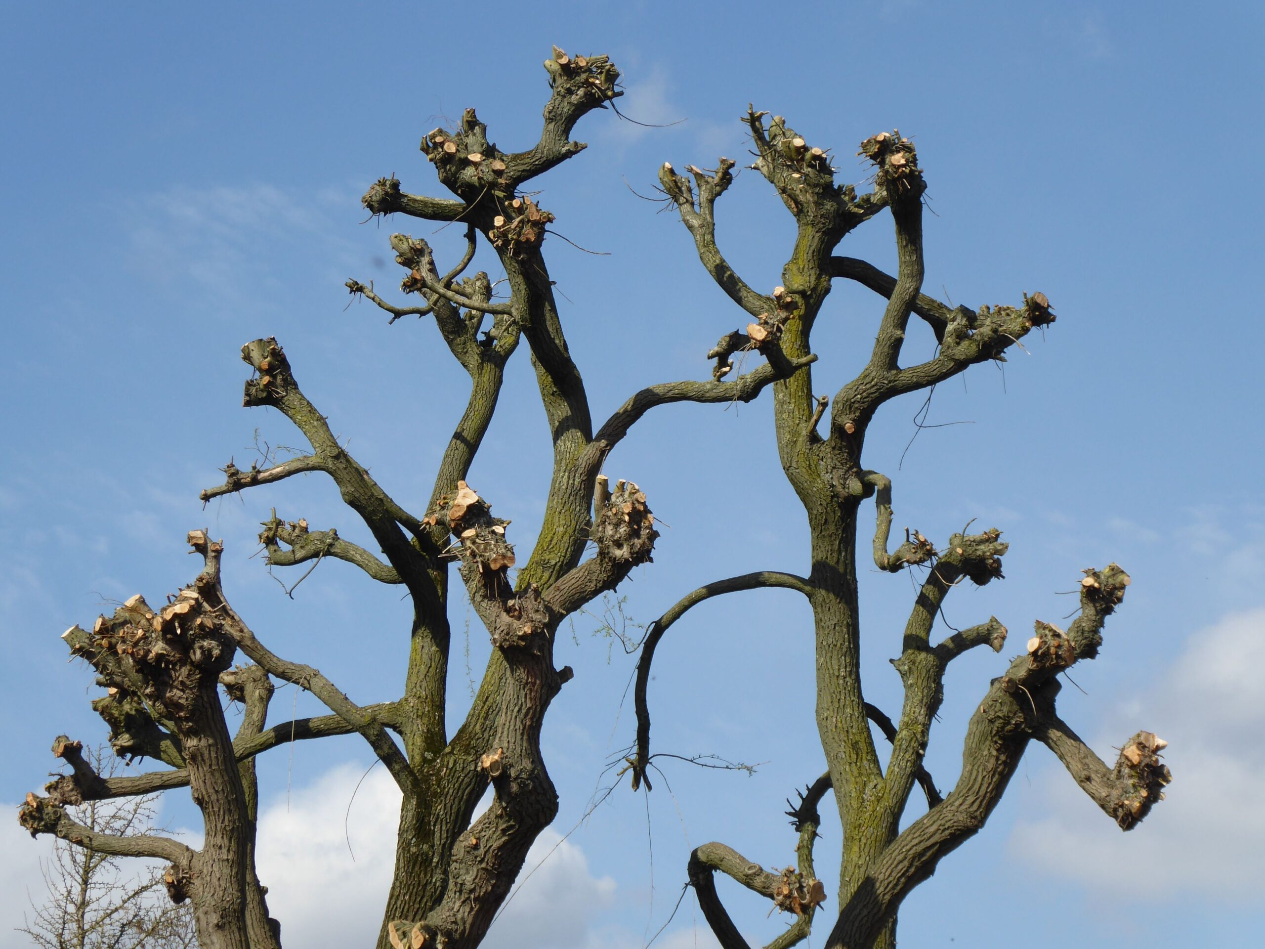 Schwarz auf Weiß: Eine klinische Studie versucht, das ausufernde Pruning zu bändigen